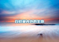 白蚁巢内外的生物